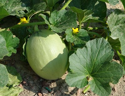 Melone liscio.jpg