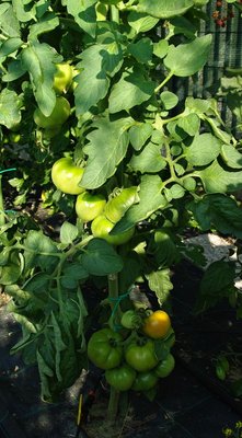 Pomodoro costoluto Genovese.jpg