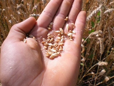 Grano (2).JPG