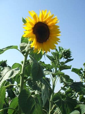 Girasole!.JPG