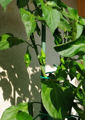 Peperoncino Fatalii Yellow.jpg