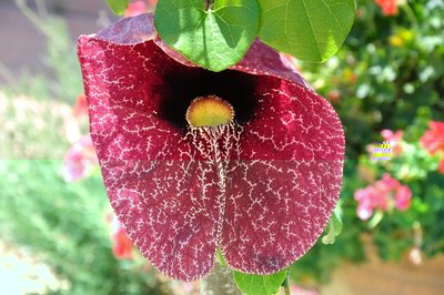 aristolochia2.JPG