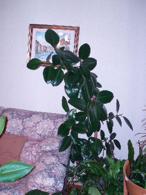 ficus.JPG