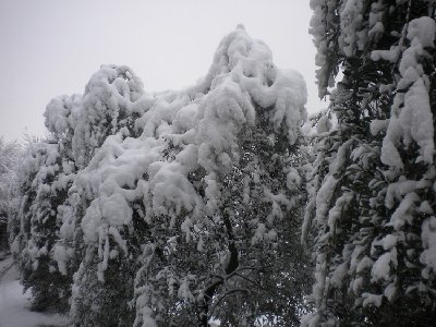 19-12-2009 olivi sotto la neve.jpg