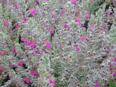 Teucrium marum.jpg