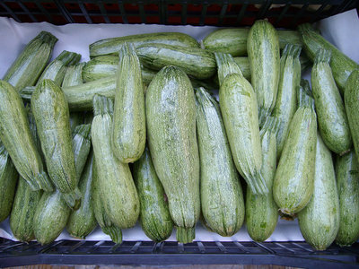 ZUCCHINE.jpg