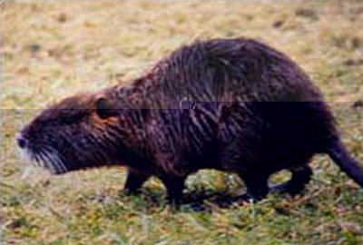 nutria.jpg