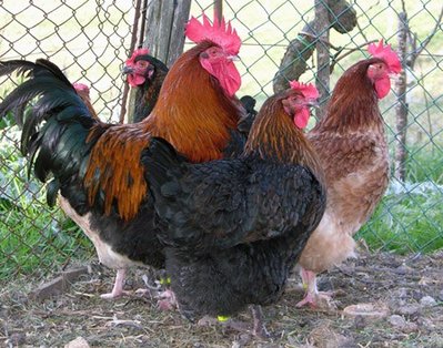 marans.jpg