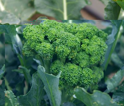 broccolo quasi pronto.jpg