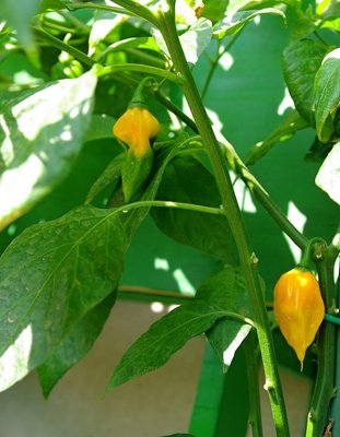 Peperoncino Fatalii Yellow.jpg