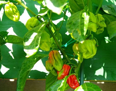 Peperoncino Habanero Red.jpg