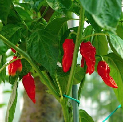 Peperoncino Habanero Yellow Long.jpg