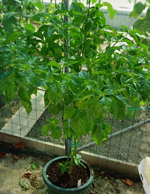 Peperoncino Habanero Black.jpg