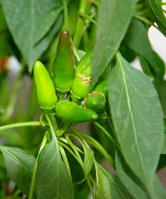 Peperoncino Calabrese a mazzetti.jpg