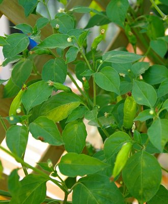 Peperoncino Peruvian.jpg