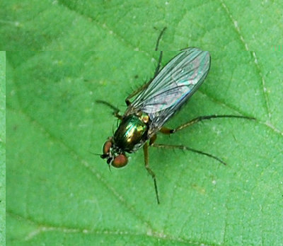 Chloromyia formosa.jpg