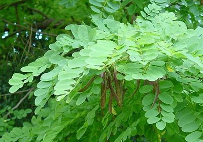 robinia-pseudoacacia.jpg