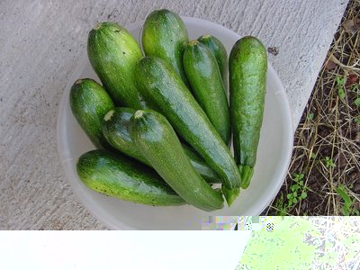 raccoltazucchine.JPG