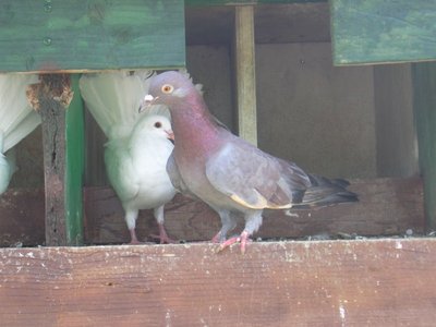 piccione x caccia colombaccio.JPG