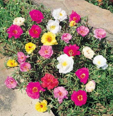 portulaca_grandiflora1.jpg