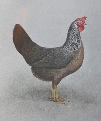 leghorn%20silver%20f.jpg