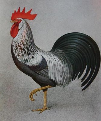 leghorn%20silver%20m.jpg