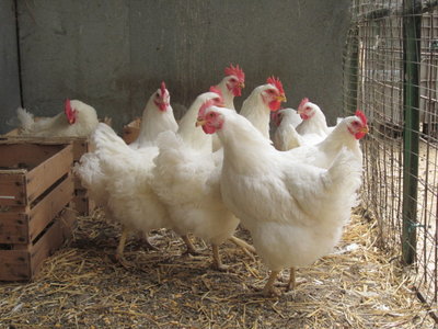 Galline 020.jpg