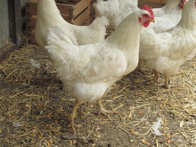 Galline 018.jpg