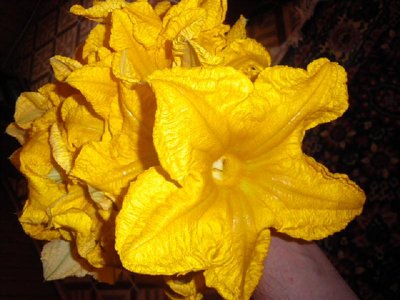 fiori zucca.jpg