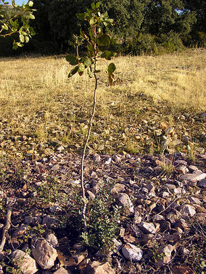 innesto pistacchio-lentisco 2.JPG