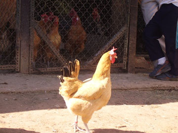 gallina9.jpg