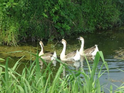 oche nel lago.JPG