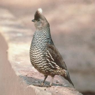 Scaled_Quail.jpg