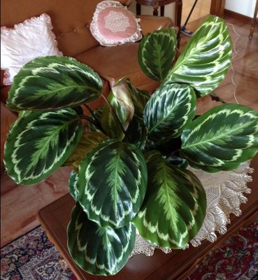 calathea1.jpg