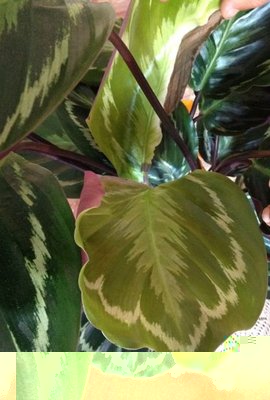 calathea2.jpg