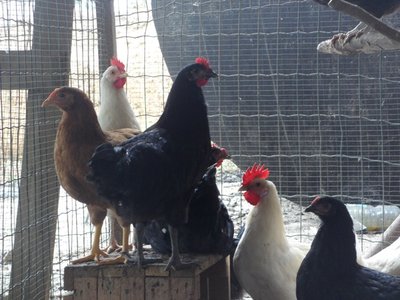 australorp del 5.5.12.jpg