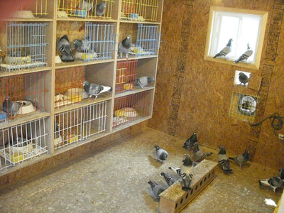 ProPigeon_BreedingLoft-west.jpg