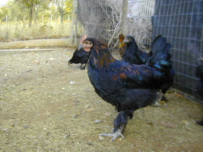 gallo marans.jpg