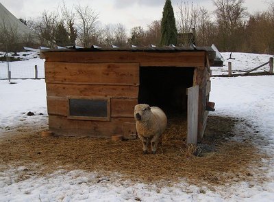 800px-Shropshire_sheep_in_winter.jpg