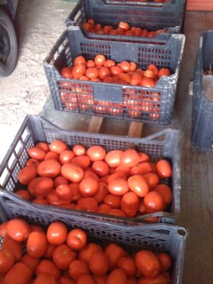 pomodori 2012.JPG