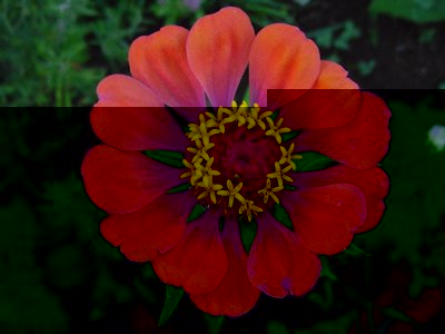 zinnia.JPG