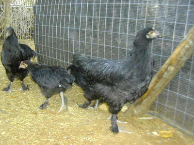 gallina marans.jpg