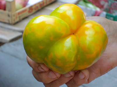 POMODORO GIALLO-VERDI.jpg