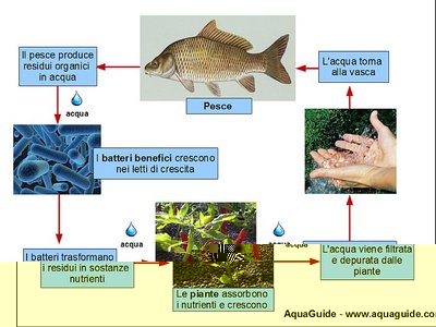 ciclo-dellAcquaponica.jpg