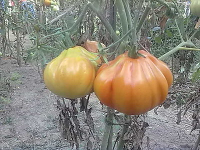 spettacolo di pomodoro.jpg