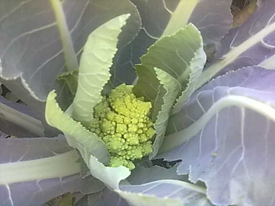 cavolo romanesco.jpg