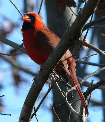 cardinale rosso.jpg