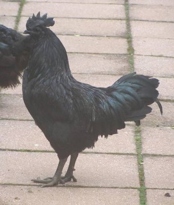 cemani3.jpg