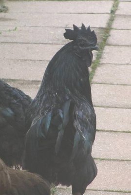 cemani4.jpg