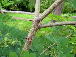 robinia spine.jpeg